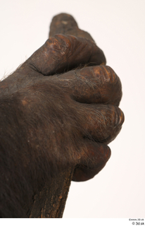Chimpanzee Bonobo hand 0026.jpg